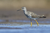 Image. Lesser Yellowlegs