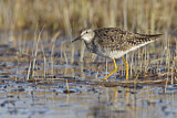Image. Lesser Yellowlegs