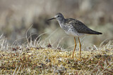 Image. Lesser Yellowlegs
