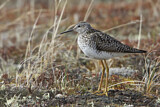 Image. Lesser Yellowlegs