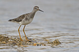 Image. Lesser Yellowlegs
