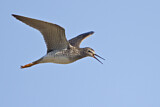 Image. Lesser Yellowlegs