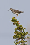 Image. Lesser Yellowlegs