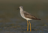 Image. Lesser Yellowlegs