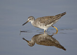 Image. Lesser Yellowlegs