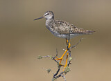 Image. Lesser Yellowlegs