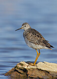 Image. Lesser Yellowlegs