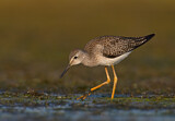 Image. Lesser Yellowlegs