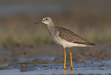 Image. Lesser Yellowlegs