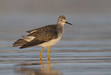Image. Lesser Yellowlegs