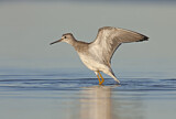 Image. Lesser Yellowlegs