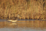 Image. Lesser Yellowlegs