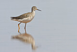 Image. Lesser Yellowlegs