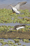 Image. Lesser Yellowlegs