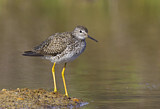 Image. Lesser Yellowlegs