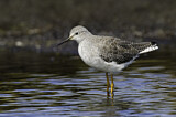 Image. Lesser Yellowlegs