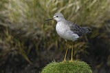 Image. Lesser Yellowlegs