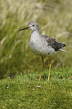 Image. Lesser Yellowlegs