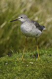 Image. Lesser Yellowlegs