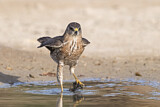 Image. Levant Sparrowhawk