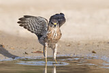 Image. Levant Sparrowhawk