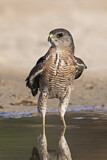 Image. Levant Sparrowhawk