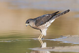 Image. Levant Sparrowhawk