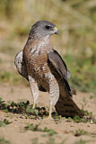 Image. Levant Sparrowhawk