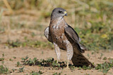 Image. Levant Sparrowhawk