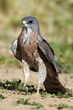 Image. Levant Sparrowhawk