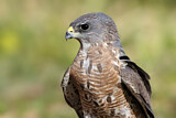 Image. Levant Sparrowhawk