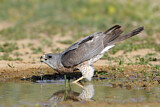 Image. Levant Sparrowhawk
