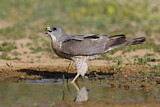 Image. Levant Sparrowhawk