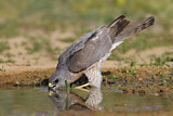Image. Levant Sparrowhawk