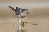 Image. Levant Sparrowhawk