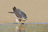 Image. Levant Sparrowhawk
