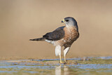 Image. Levant Sparrowhawk