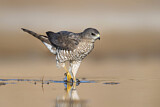 Image. Levant Sparrowhawk