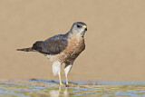 Image. Levant Sparrowhawk