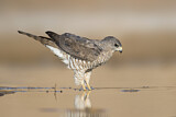 Image. Levant Sparrowhawk
