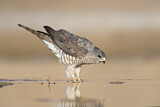 Image. Levant Sparrowhawk