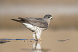Image. Levant Sparrowhawk