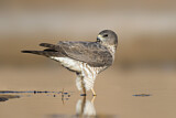 Image. Levant Sparrowhawk