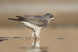 Image. Levant Sparrowhawk