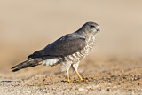 Image. Levant Sparrowhawk