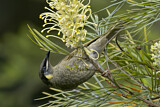 Image. Lewin's Honeyeater