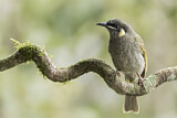 Image. Lewin's Honeyeater