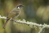 Image. Lewin's Honeyeater
