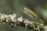 Image. Lewin's Honeyeater