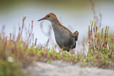 Image. Lewin's Rail